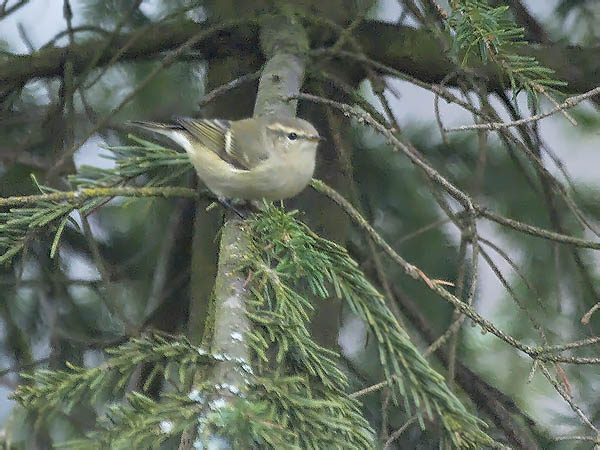 Kashmirinuunilintu, Hume's Leaf Warbler, Phylloscopus humei